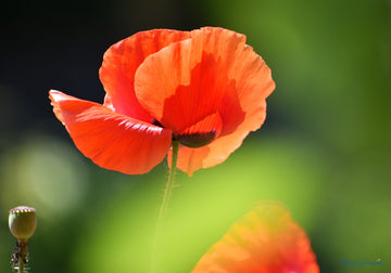 I AM SMITTEN WITH VIBRANT POPPIES