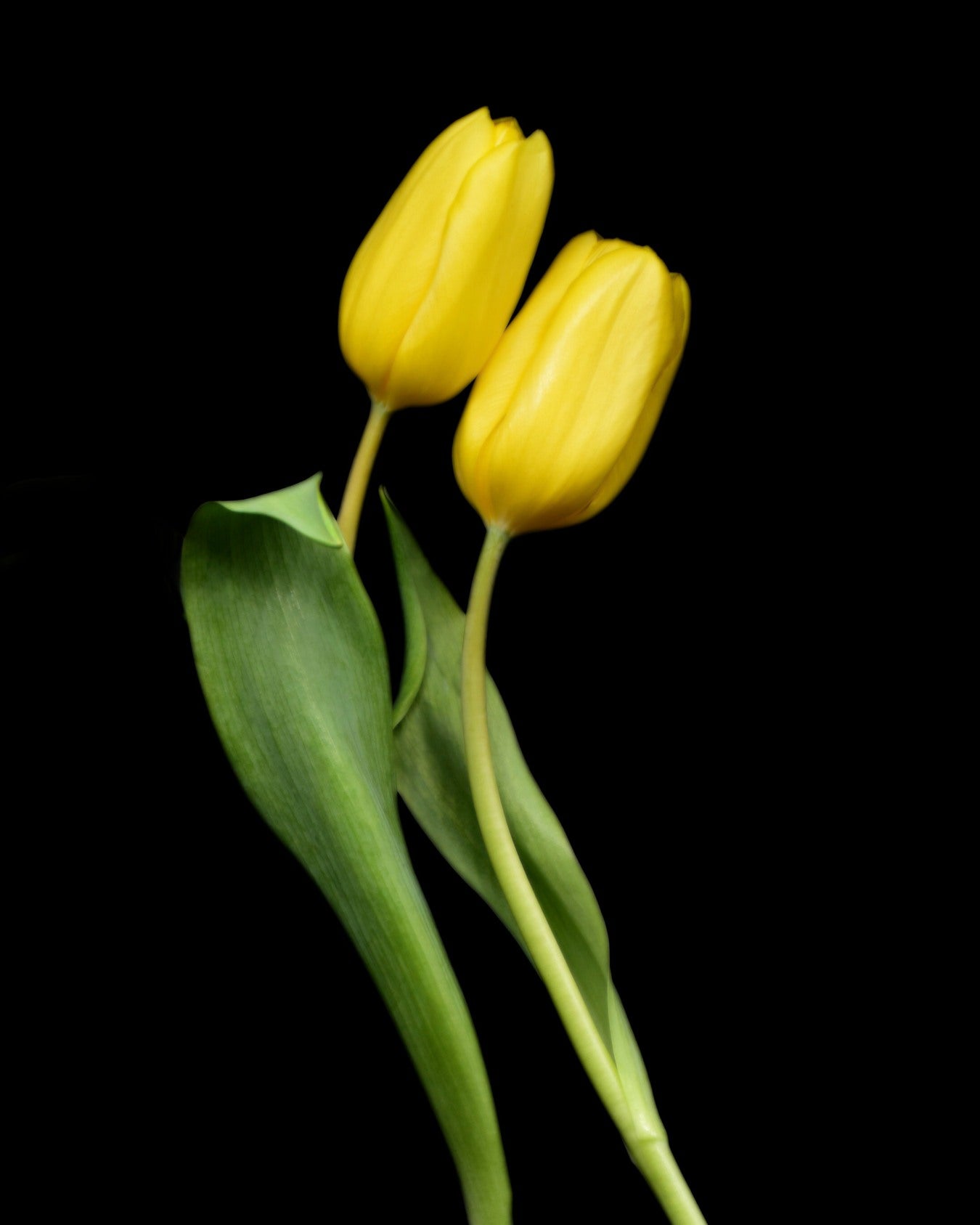 Two yellow tulips with green leaves on a black background