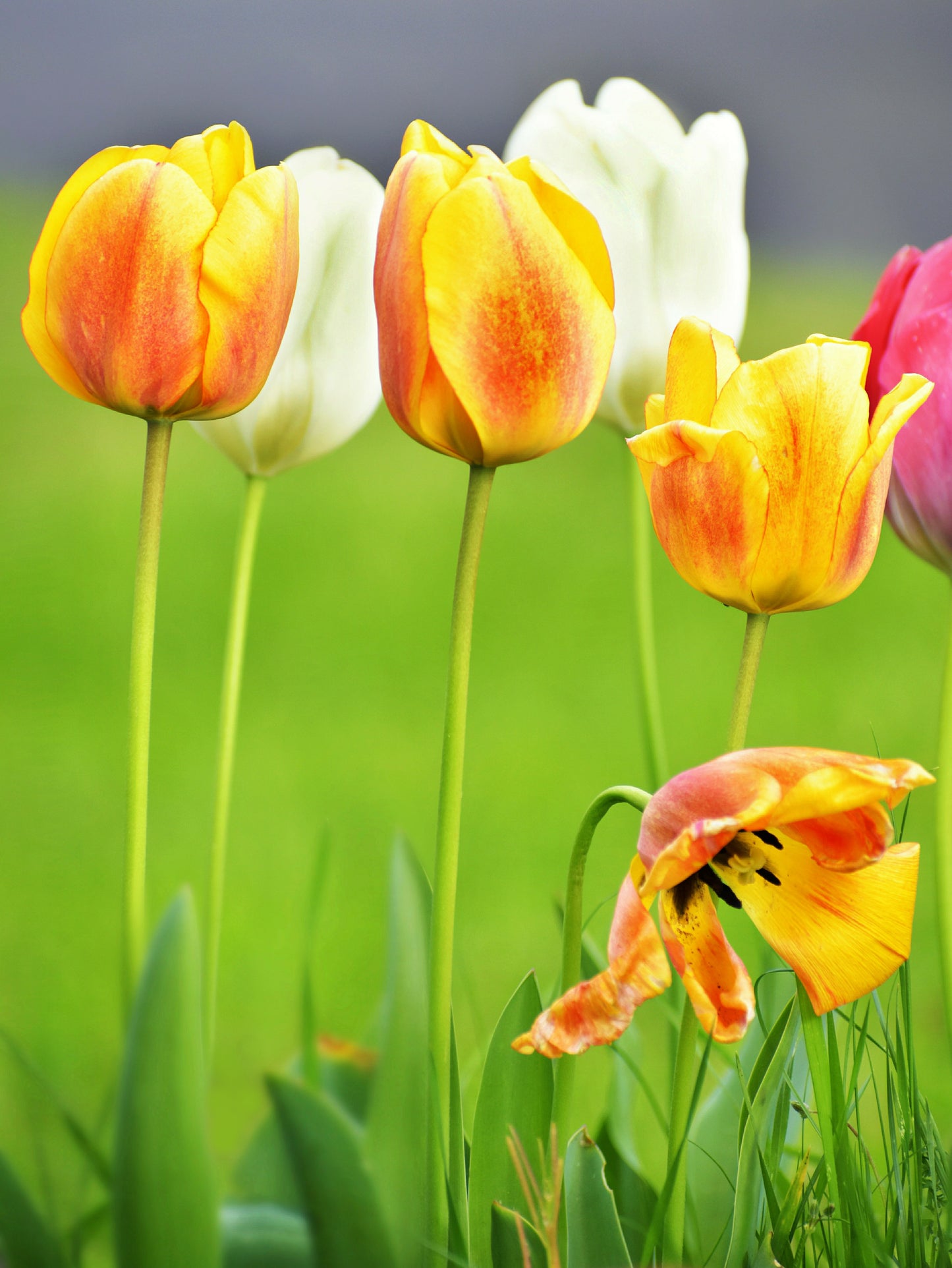 Yellow, white, and pink tulips with a blurred green background