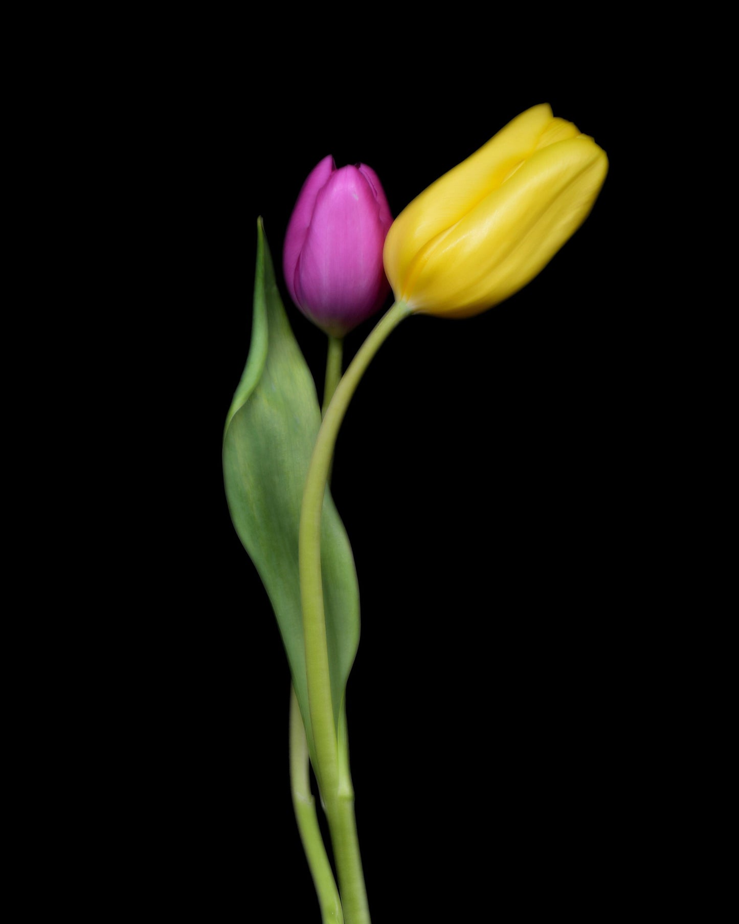 Two tulips, one yellow and one purple, on a black background