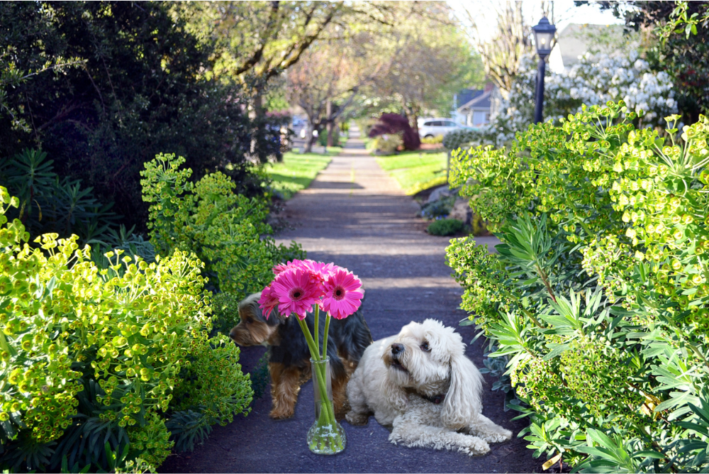 5x7 Notecard Two dogs on the sidewalk surrounded beautiful green shrubbery 