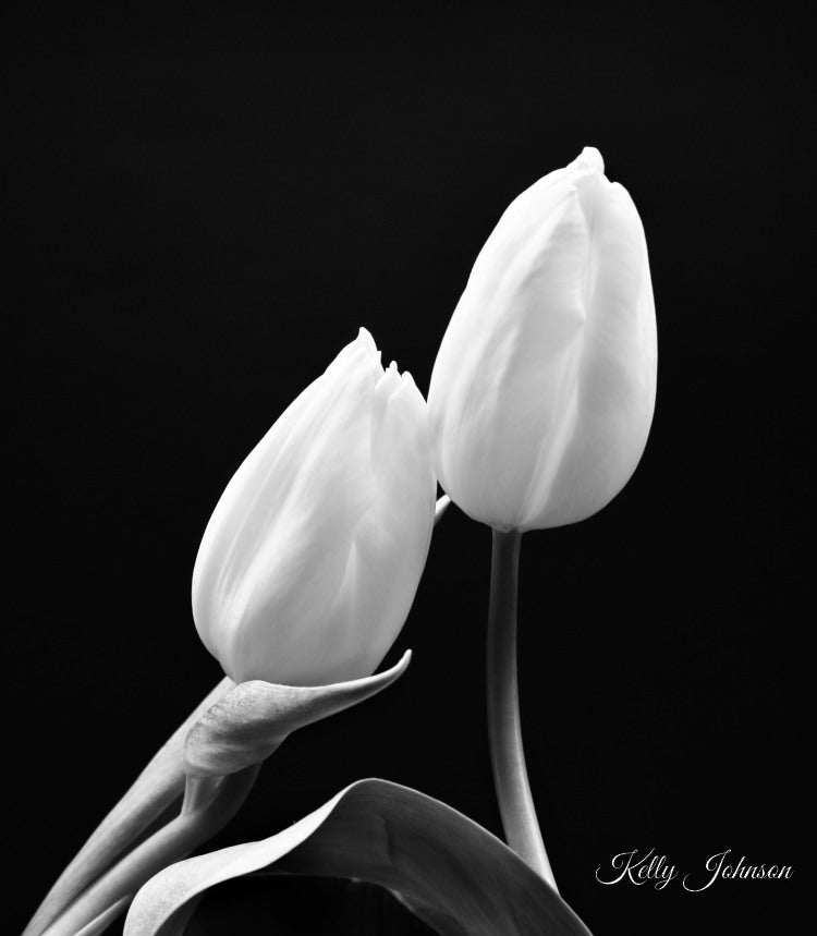 5x7 Fine Art Black and White Tulip fine art notecards, premium artistic 