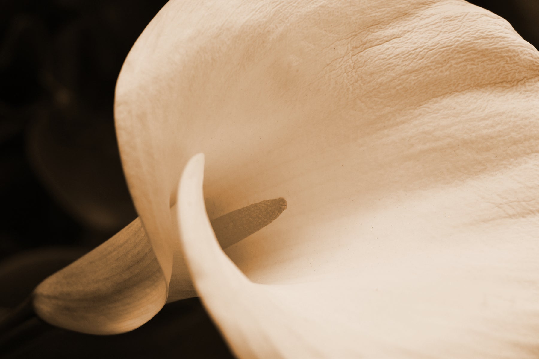 Sepia-tone Calla Lilies photographer Kelly Johnson