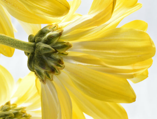 Yellow daisy by photographed by Kelly Johnson author of Gratitude