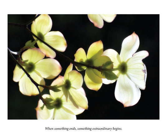 Dogwood flowers with quote When something ends, something new begins.