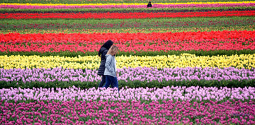 Photograph of two women walking through the Wooden Shoe Tulip Farm, Woodburn, Oregon by Kelly Johnson author of Gratitude.