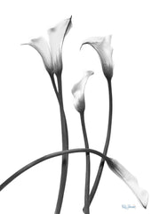 Four Fine Art Black and White Calla Lilies: Notecard