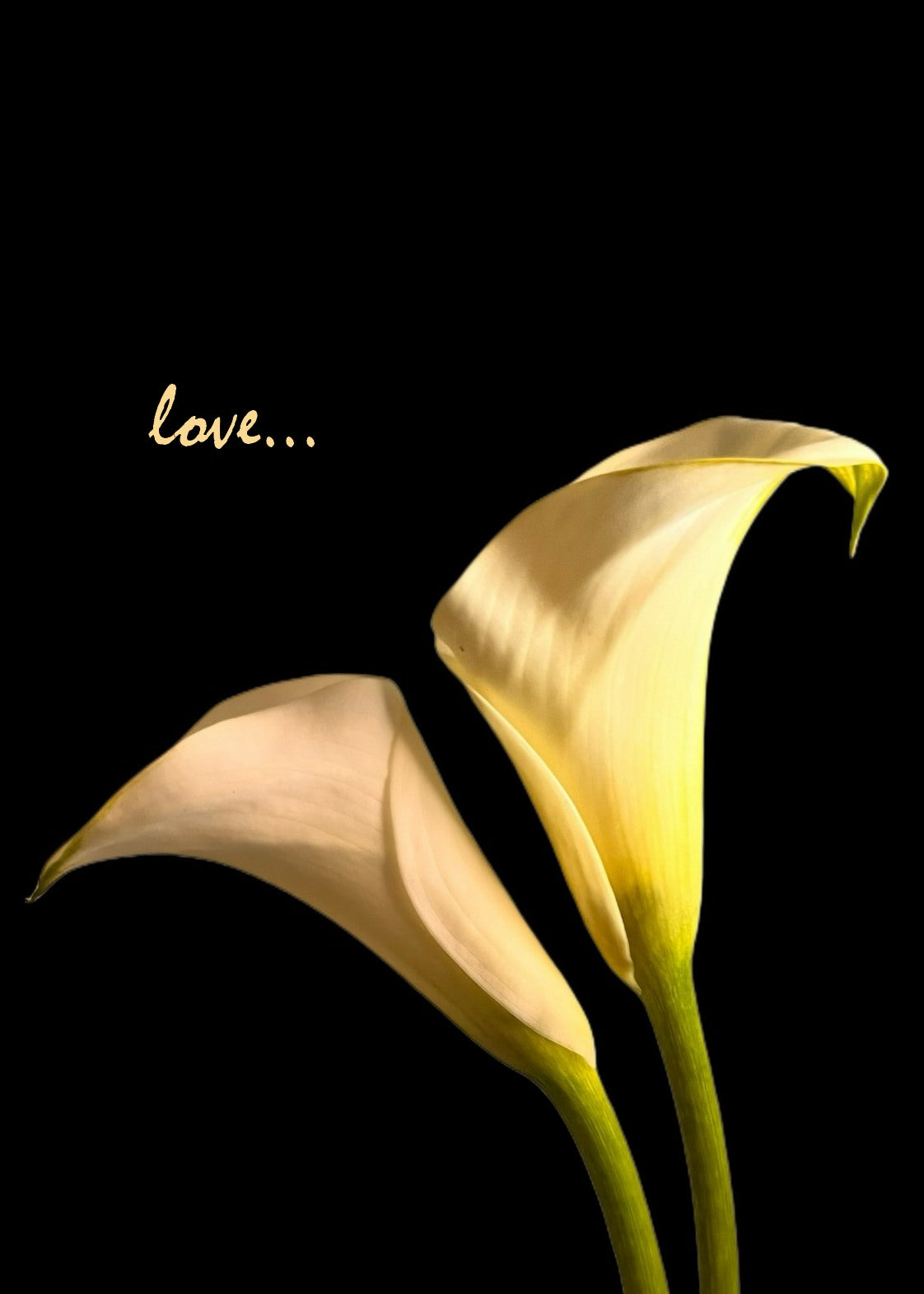 Yellow Calla Lily Love Notecards 