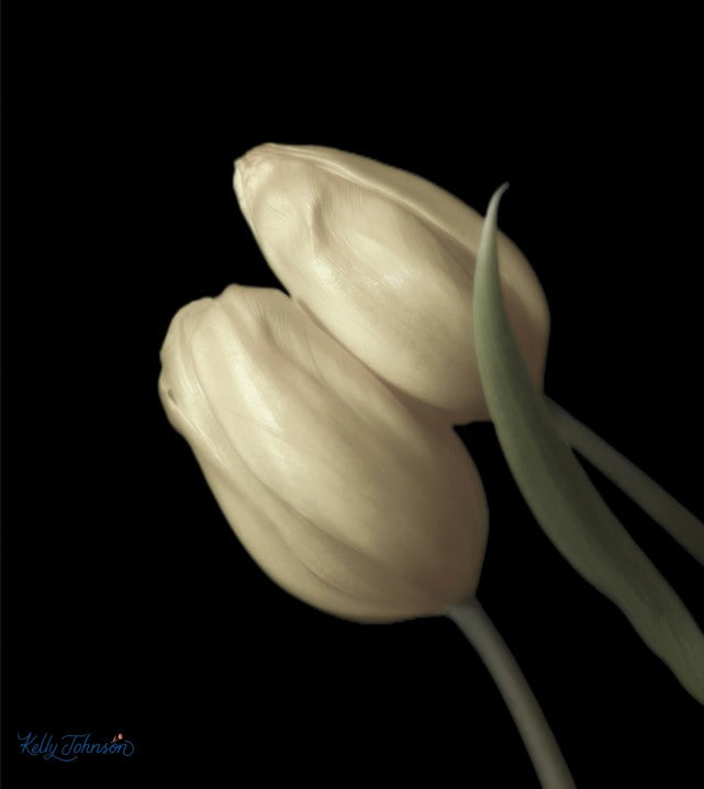 Two muted yellow tulips with tulip leaf from the Notecard Series Tulip Tales