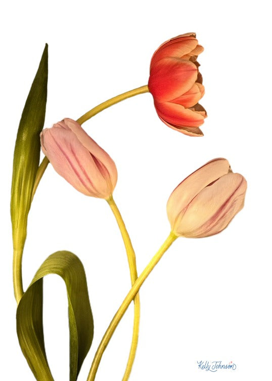 The Series Tulip Tales: Friends Tulip Notecards