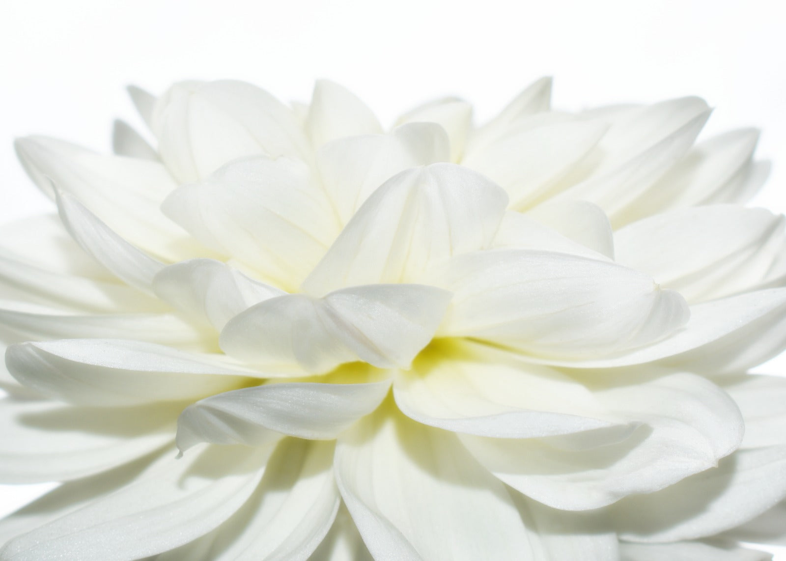 White Dahlia