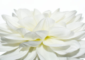 White Dahlia