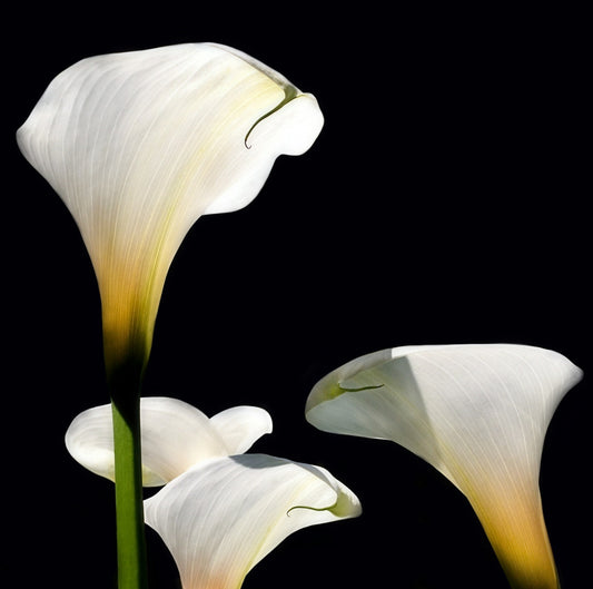 Calla Lilies