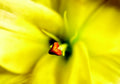 Close-up of a yellow lily with a blurred background