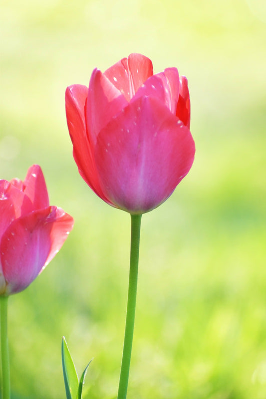 Mama Tulip and Youngin'