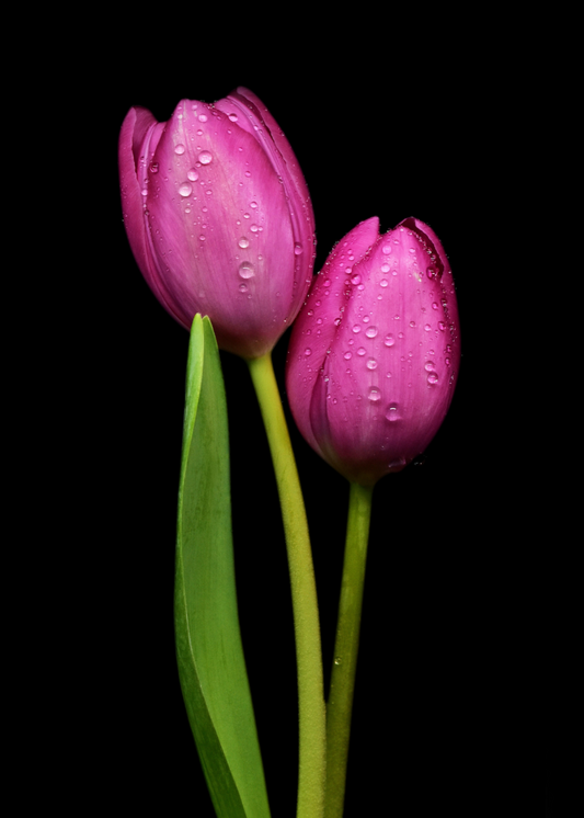 Blushing Tulips