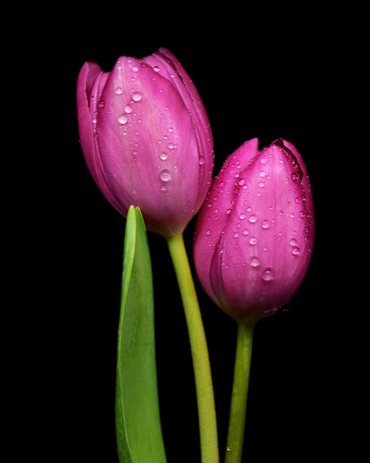 Tulips and droplets Black Background