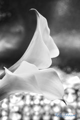 Fine Art Black and White Calla Lilies  Notecards 