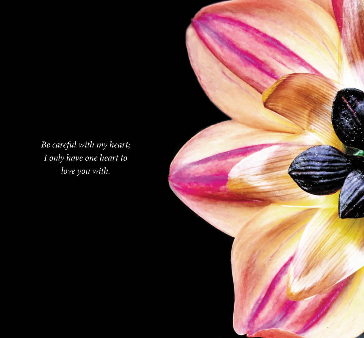 Colorful dahlia with a black background and text