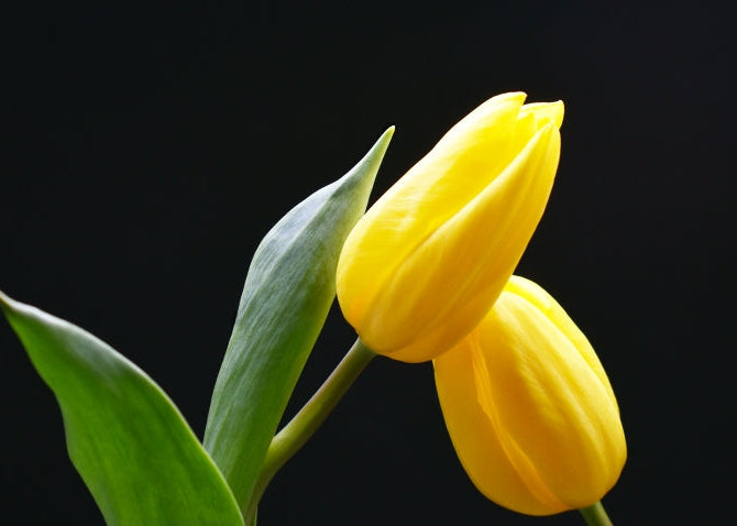 Close-up of a yellow lily with a blurred background