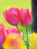 Pink tulips on a blurred green background