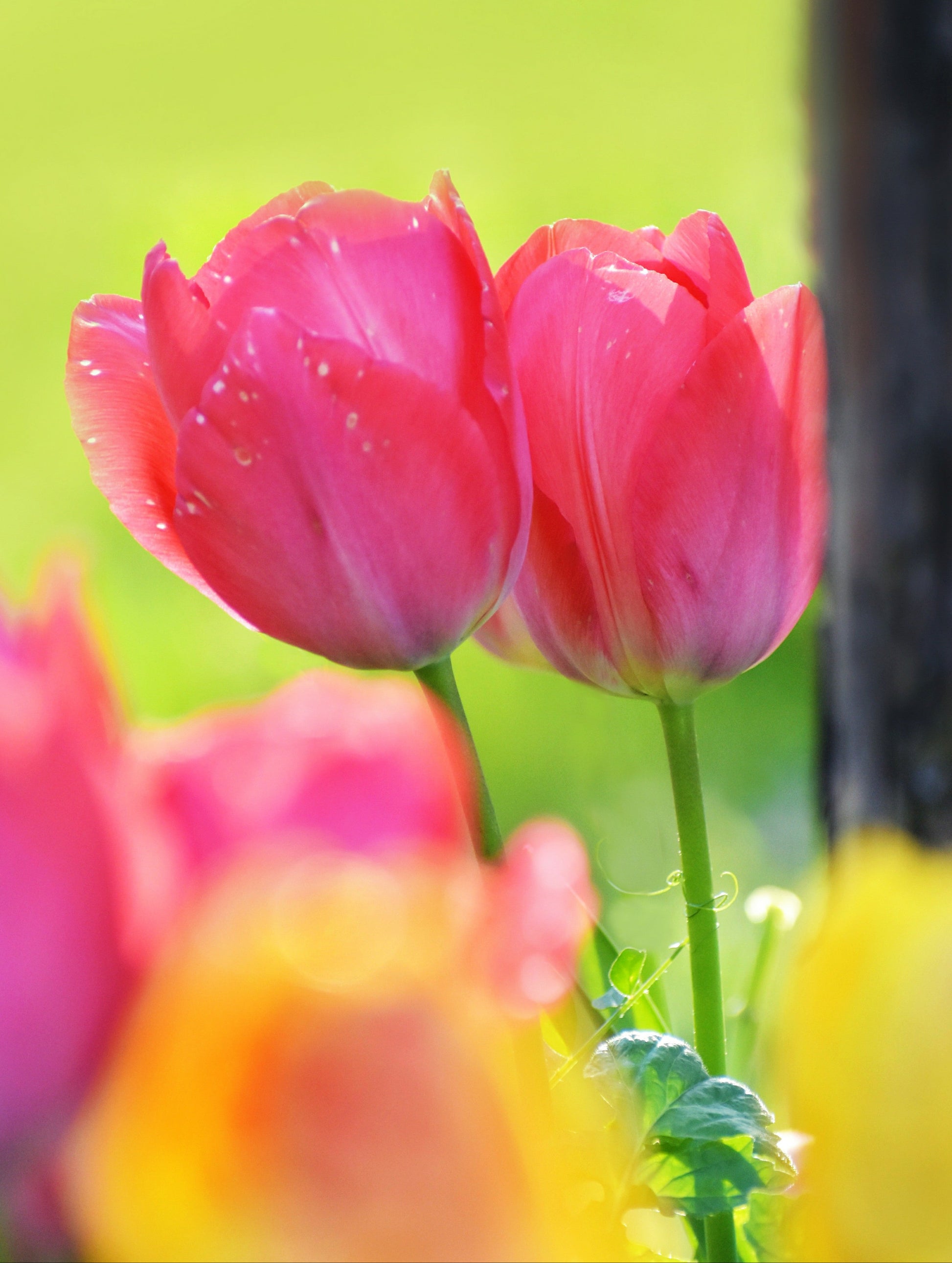 Pink tulips on a blurred green background