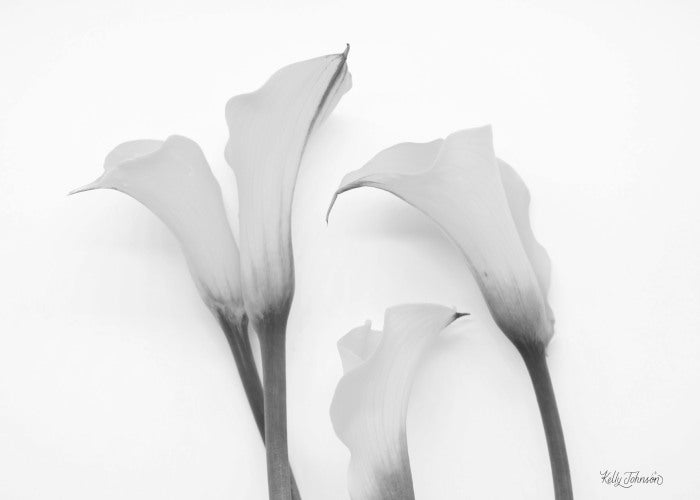 5x7 Black & White Fine Art Calla Lilies Notecard 