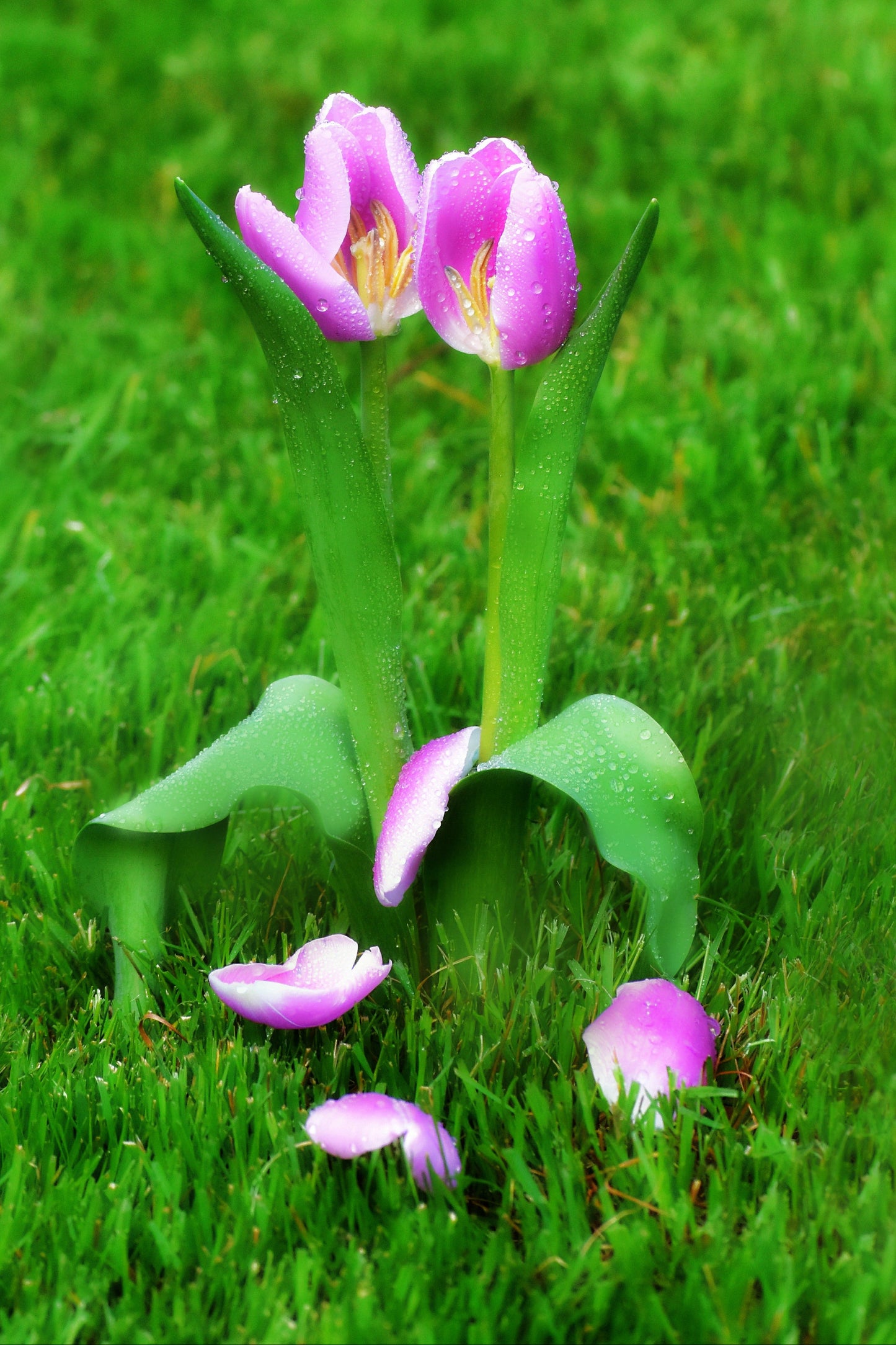 Pink tulips with green leaves on a grassy background