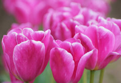 The Series Tulip Tales: Pink Tulip Notecards