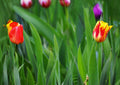Red and yellow tulips with green leaves in a garden