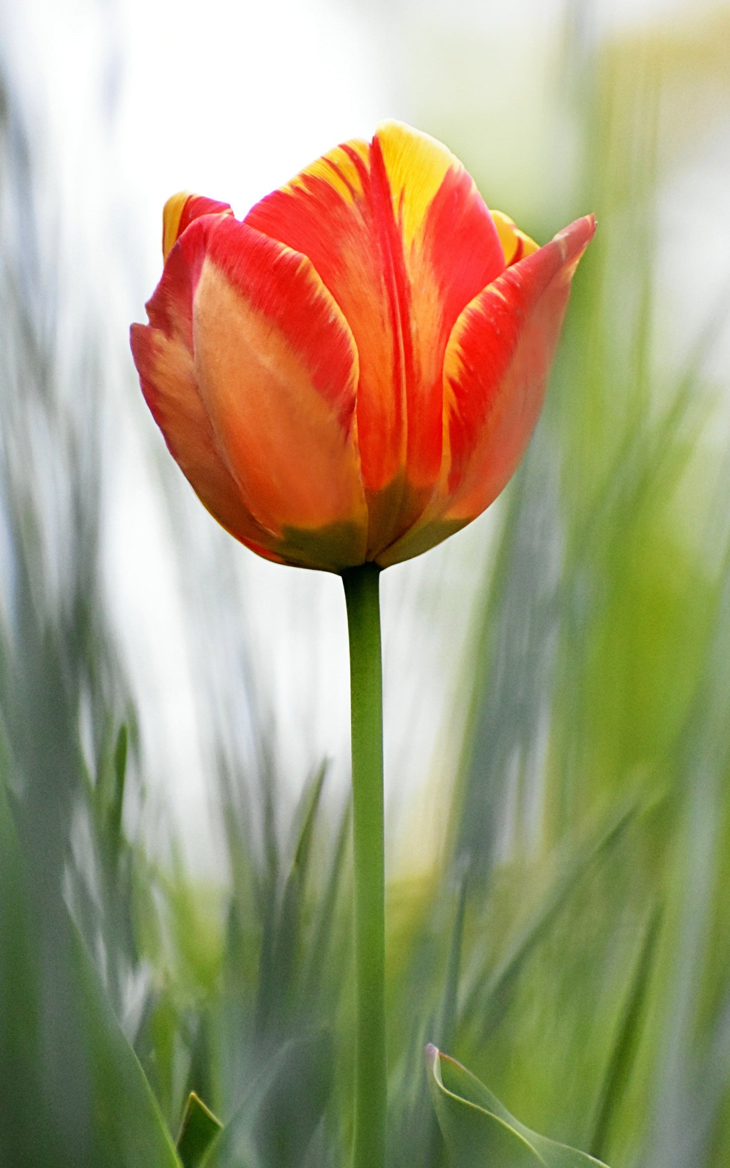 Orange tulip in grass
