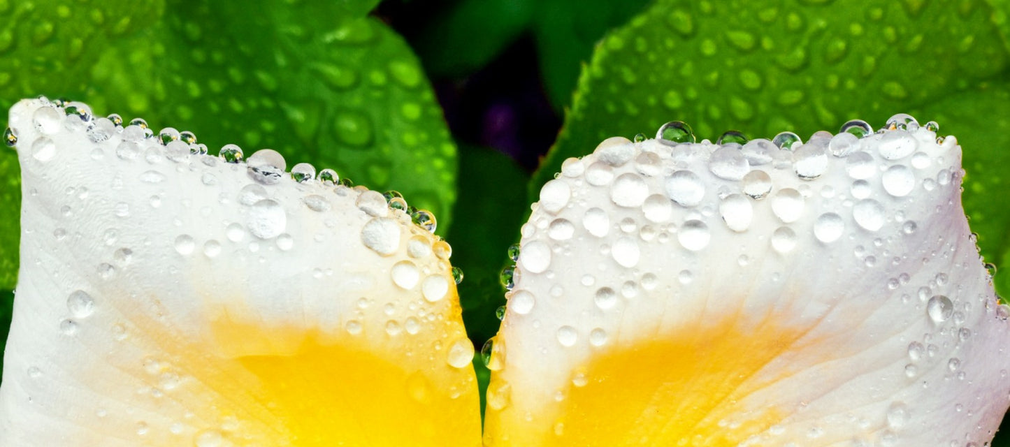 Close-up of a white flower with yellow center and water droplets on green leaves.