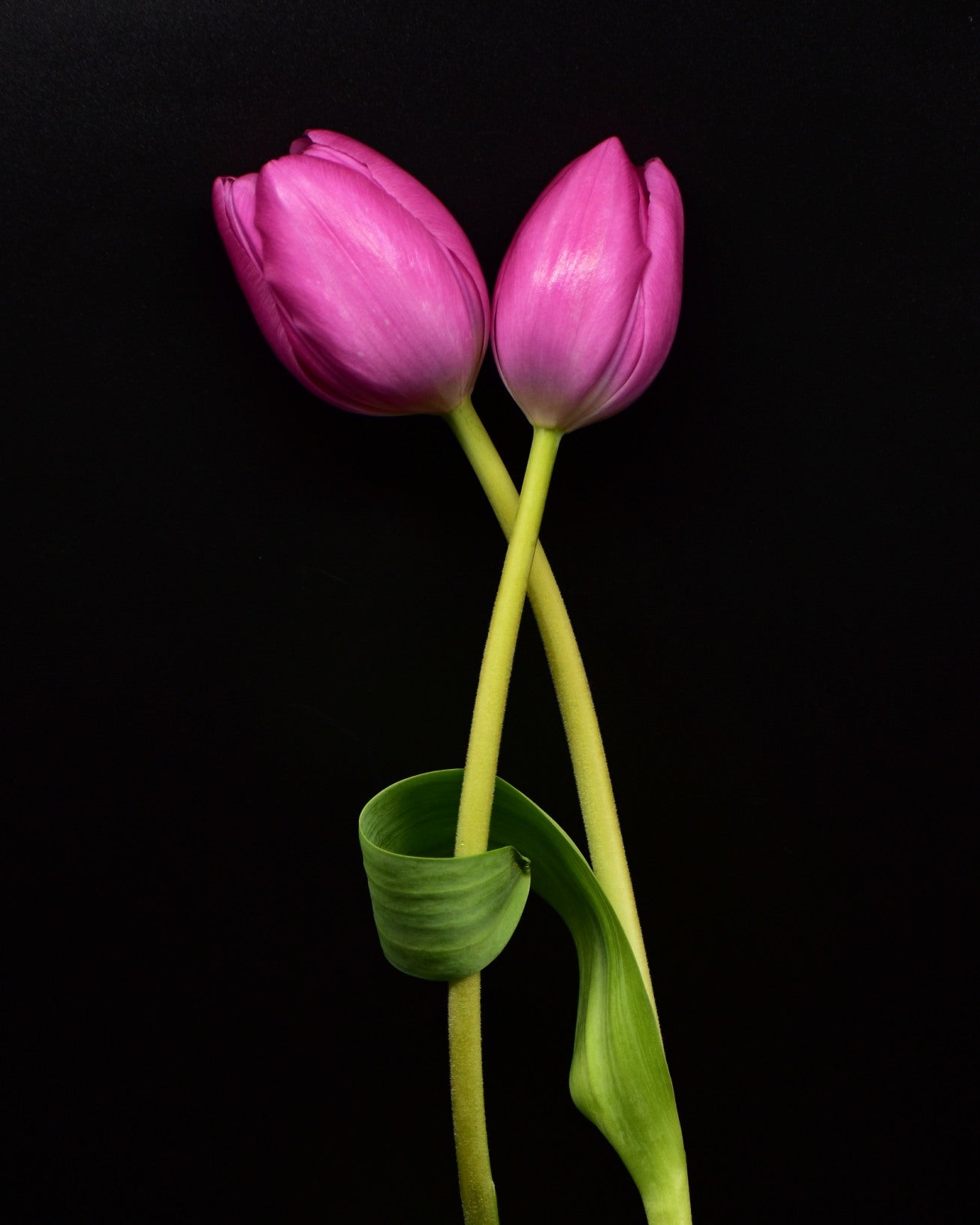Two pink tulips with green stems on a black background