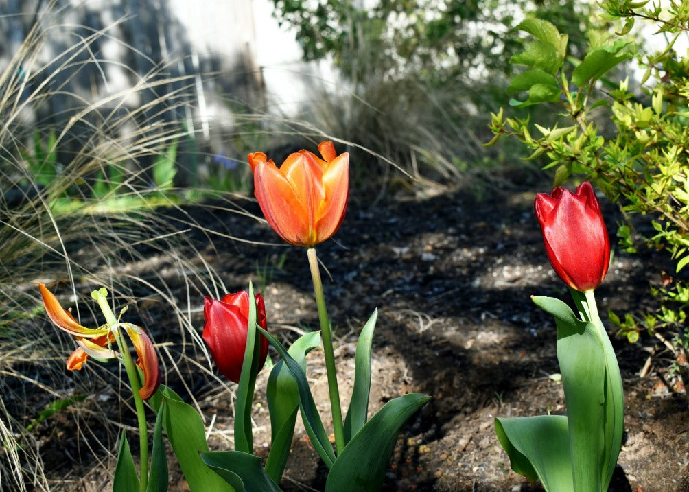 Tulip Notecards Tulip Tales