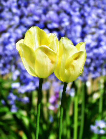 Two yellow tulips in front of a blurred background of purple flowers
