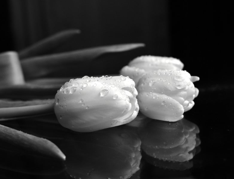 Three Tulips in black and white reflection with raindrops Notecards and Envelopes, Photographer Kelly Ruthe Johnson