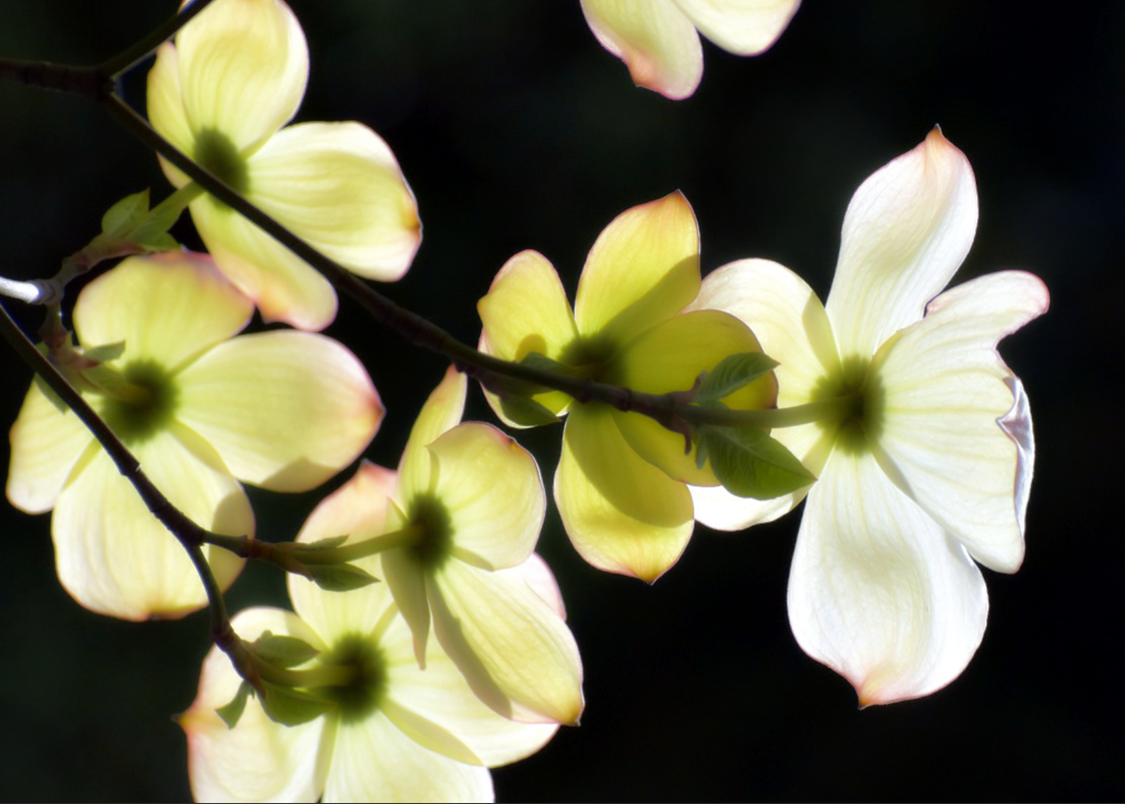 Dogwoods Dogwood Tree