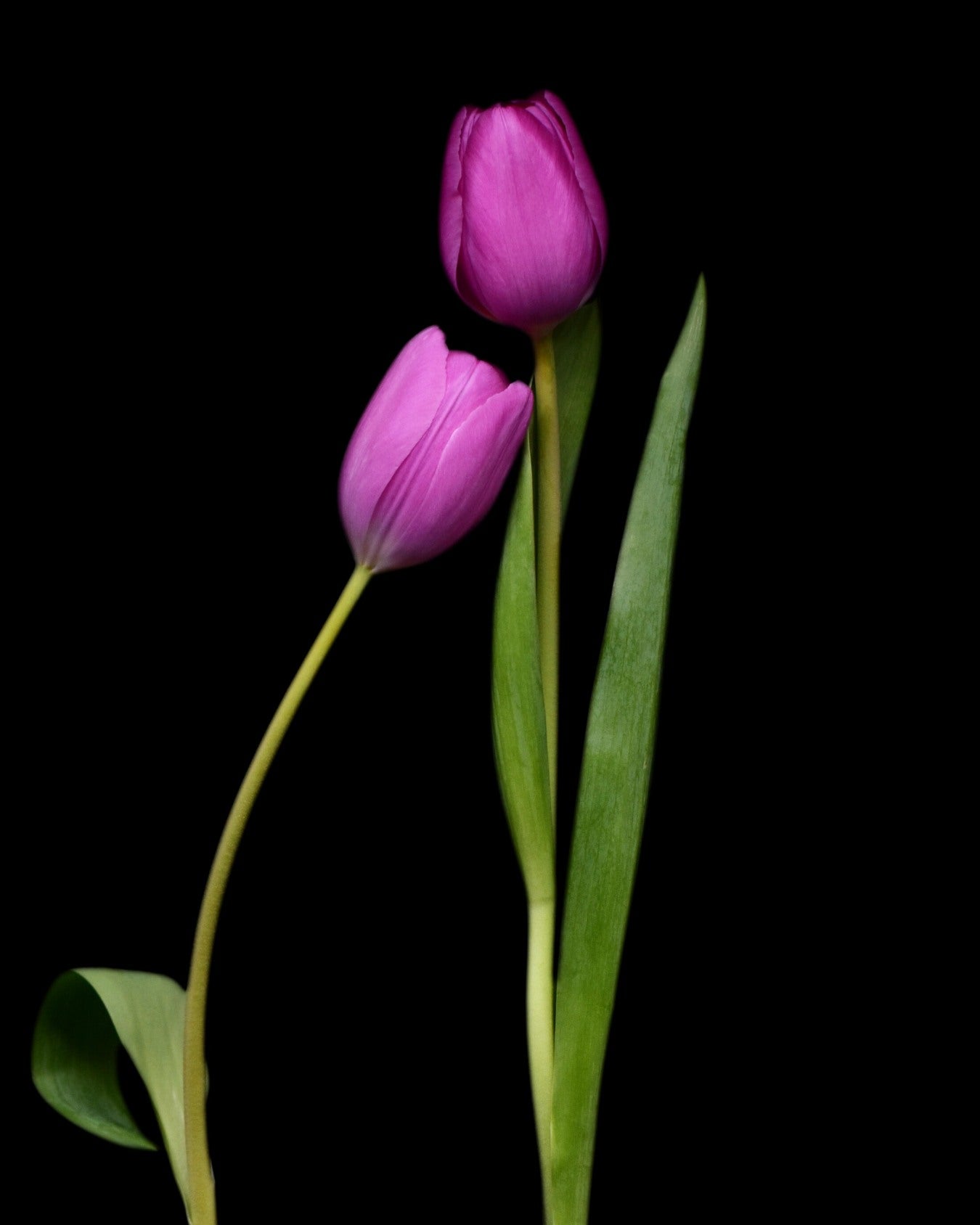 Two purple tulips on a black background
