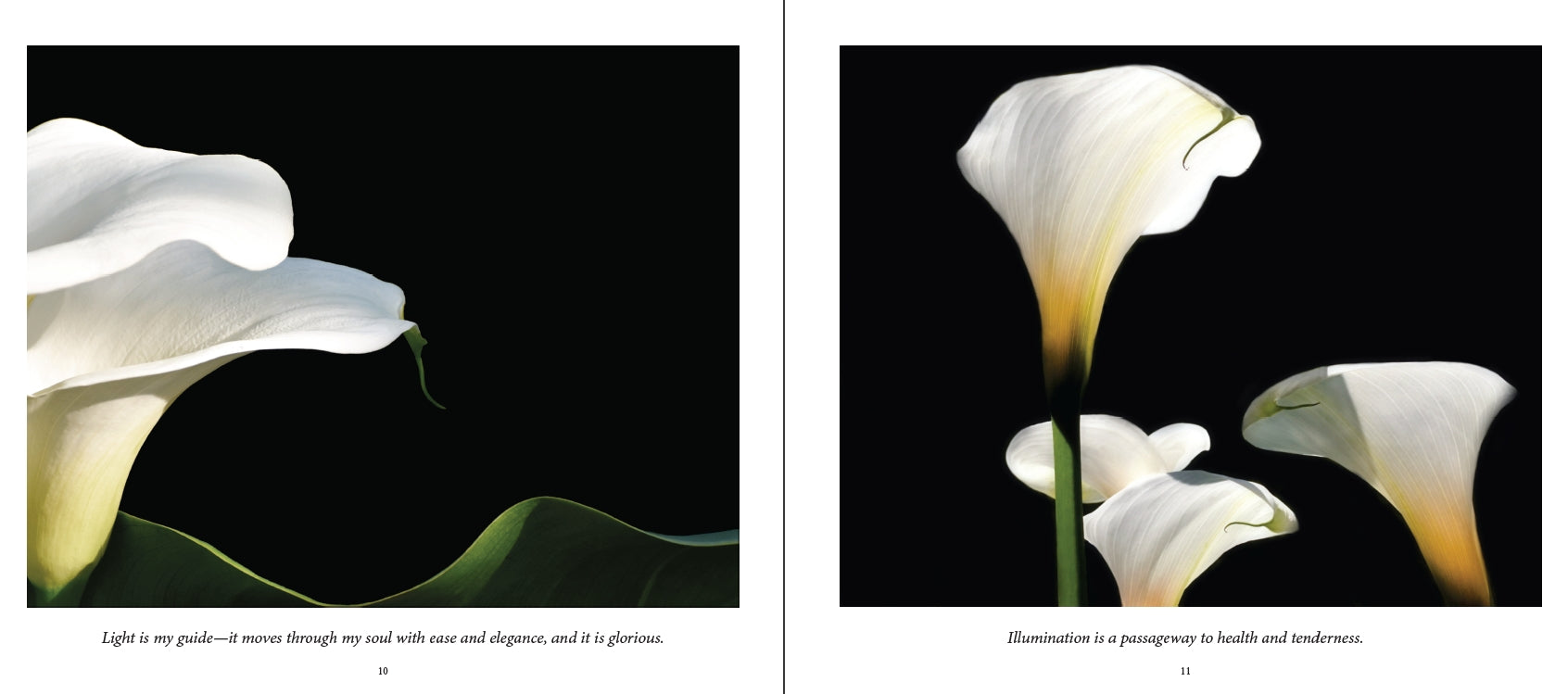 Calla Lilies and words of wisdom from the book Gratitude by photographer Kelly Johnson