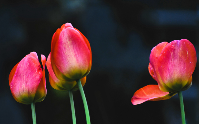 Four Tulips in the Garden at Dusk