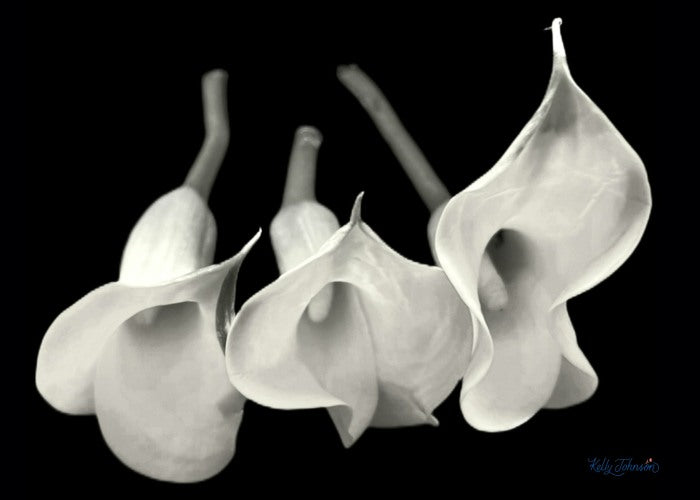Fine Art Three 5x7 Black & White Calla Lilies Notecards