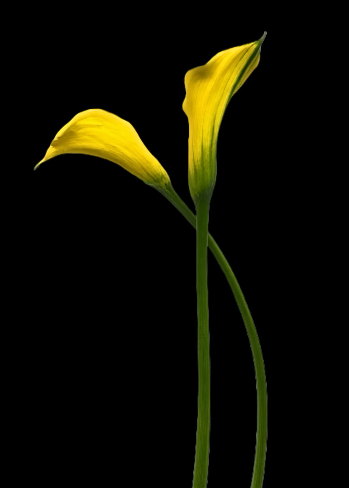 Two Yellow Calla Lilies on black background Notecard