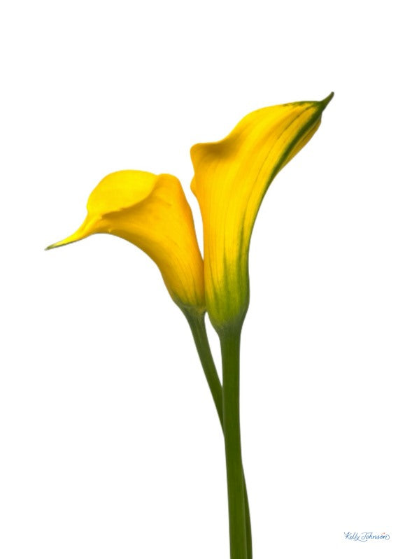 5x7 Notecard Yellow Calla Lilies