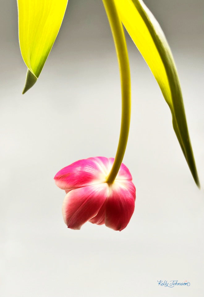 The Series Tulip Tales: Tulip Upended Notecards Pink Tulip hanging upside down