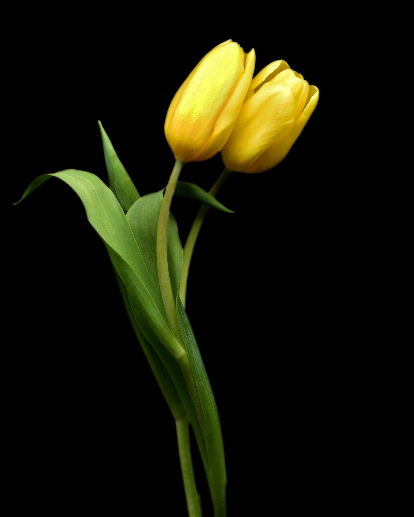 Two yellow tulips on a black background