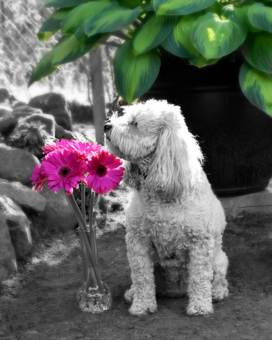 Lily and Gerberas