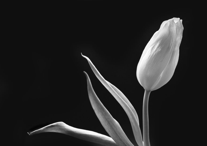 Graceful Tulip Black and White