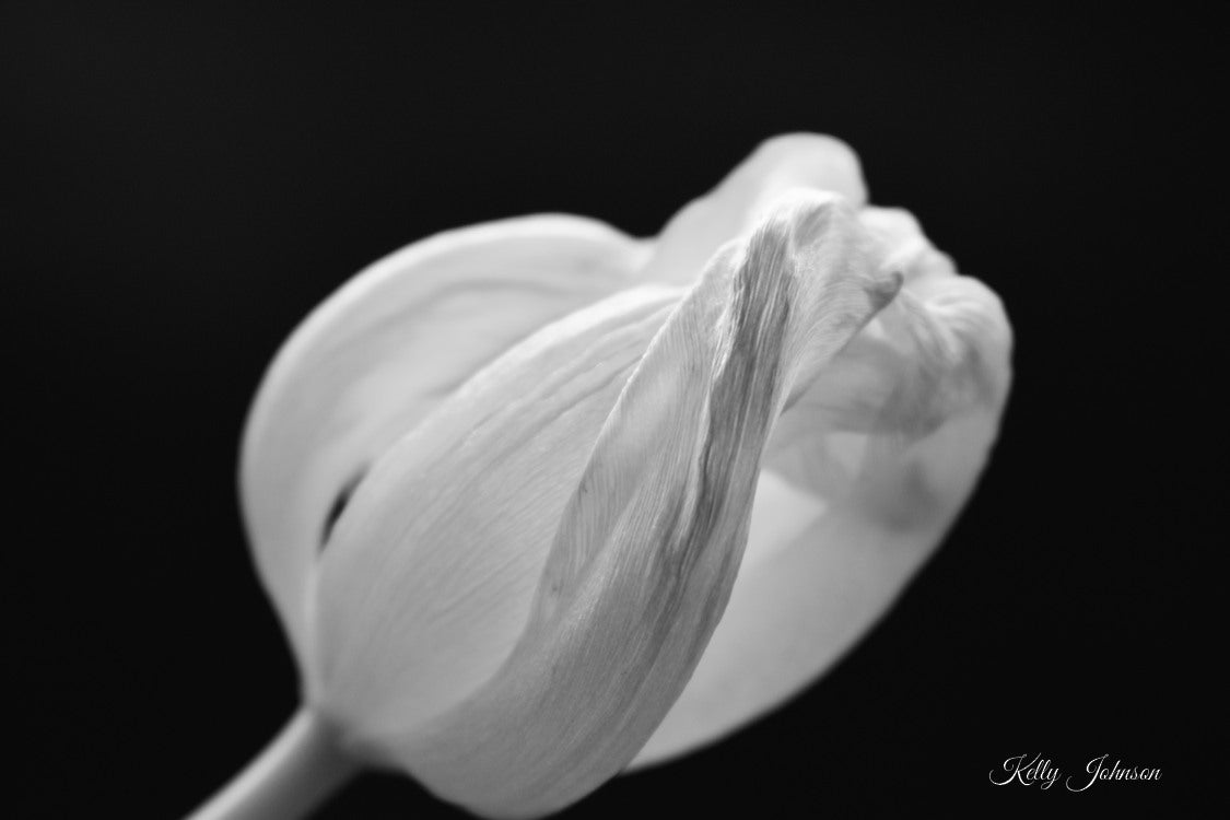 Black & White Tulip Fine Art Notecard and Stationery