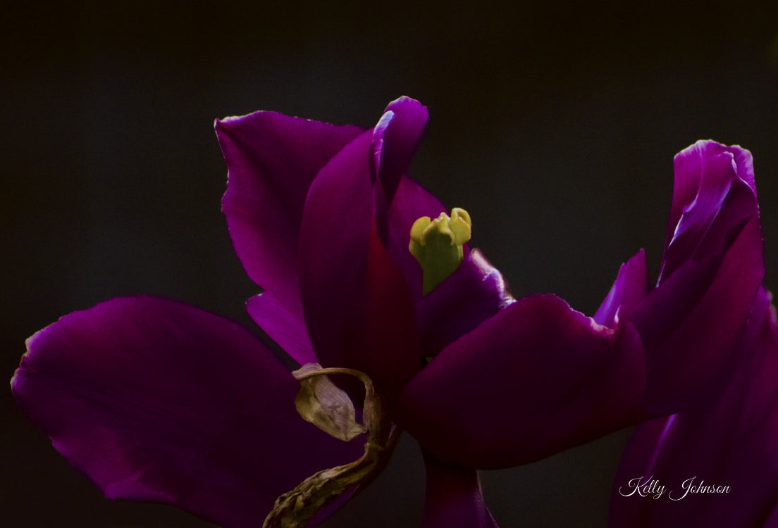 5x7 Dark Purple Tulip Notecard